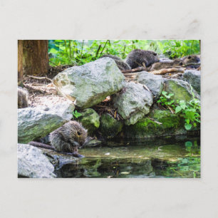 Postal de Coypus
