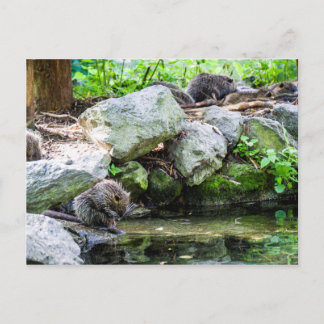 Postal de Coypus