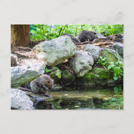 Postal de Coypus