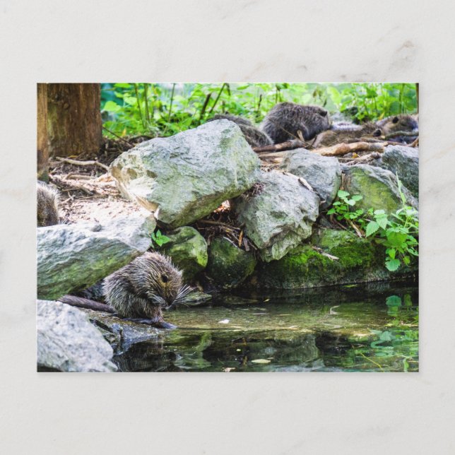 Postal de Coypus (Anverso)