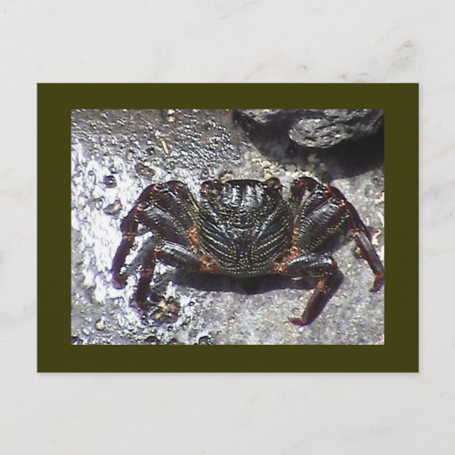 Postal de Crab Negro (Anverso)