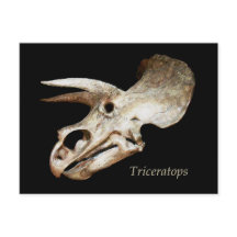 Postal de cráneo de Triceratops