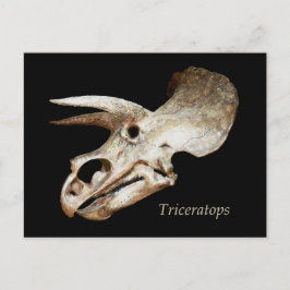 Postal de cráneo de Triceratops