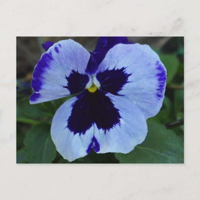 Postal de crecimiento pansy (Anverso)