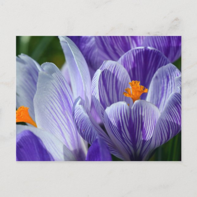 postal de crocus (Anverso)