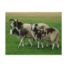 Postal de cuatro corderos