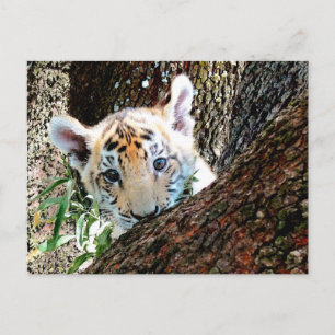 Postal de Cub de tigre