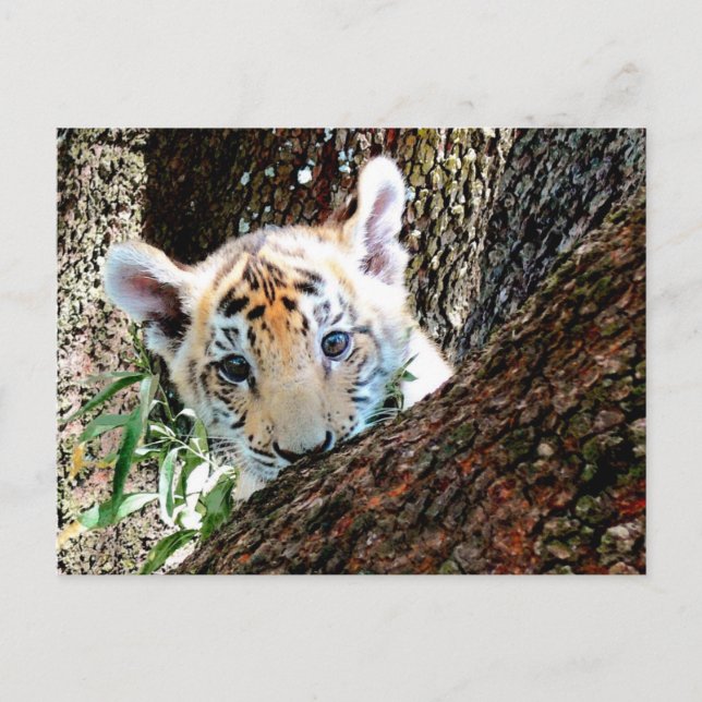 Postal de Cub de tigre (Anverso)