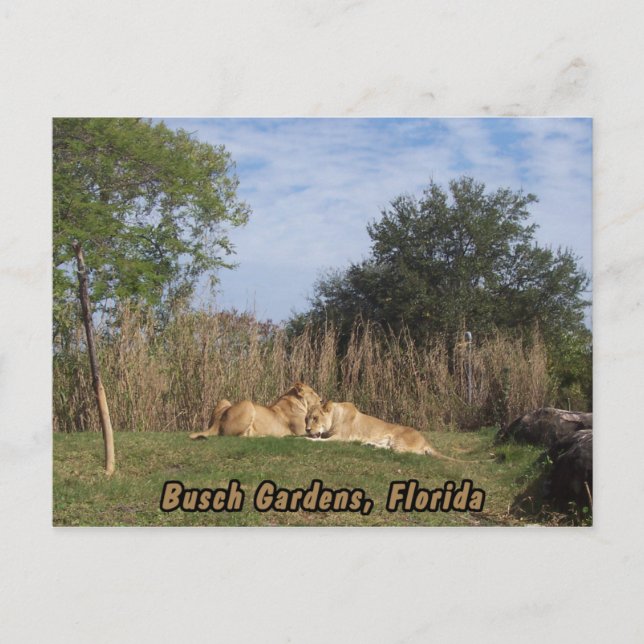 Postal de Cudddddling Lions (Anverso)