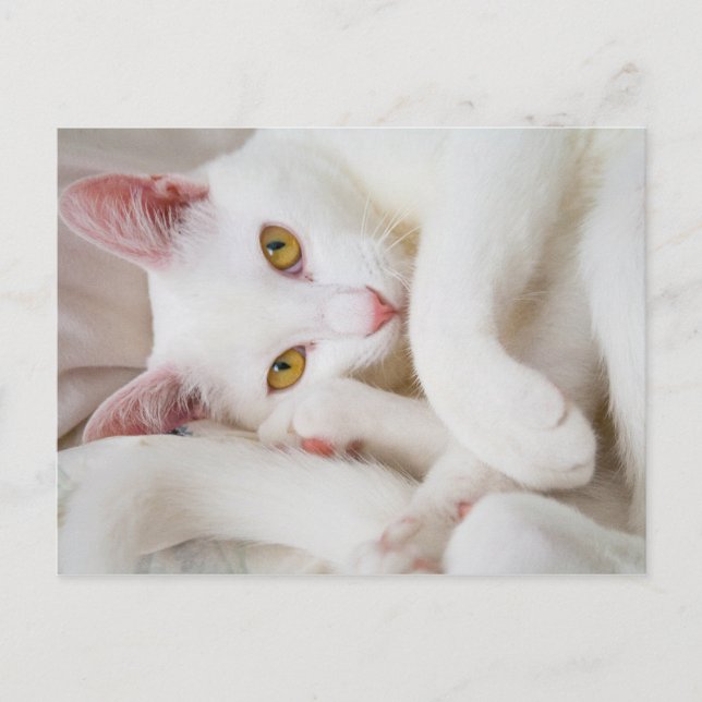 postal de cuddle kitty (Anverso)