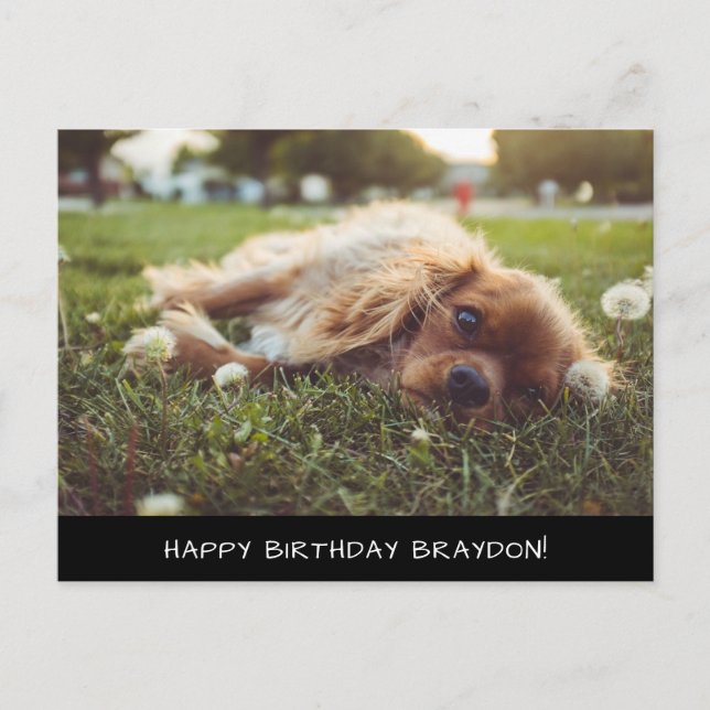 Postal de cumpleaños de Cocker Spaniel Cavalier (Anverso)