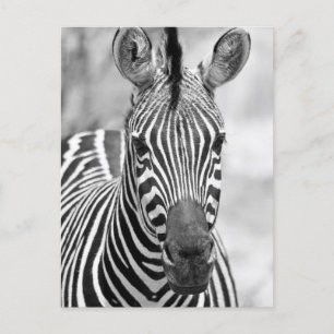 postal de cumpleaños de Zebra