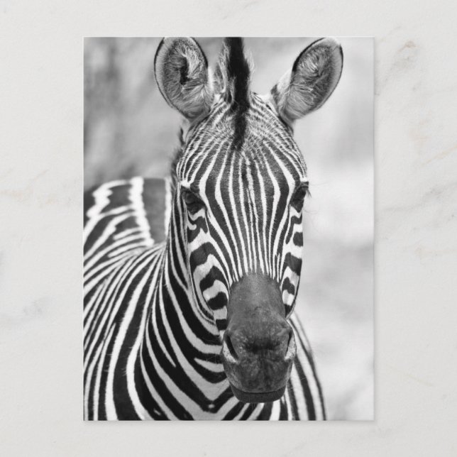 postal de cumpleaños de Zebra (Anverso)