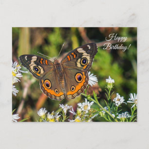 Postal de cumpleaños feliz a la mariposa de Buckey
