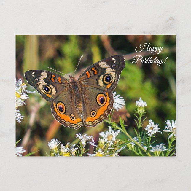 Postal de cumpleaños feliz a la mariposa de Buckey (Anverso)