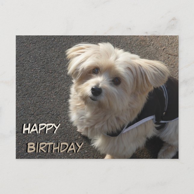 Postal de cumpleaños feliz de perro pequeño lindo (Anverso)