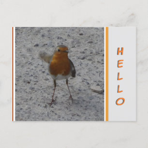 Postal de Cute Robin HELLO