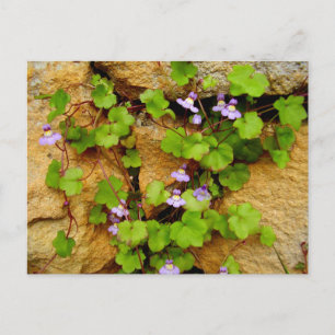 Postal de Cymbalaria Muralis