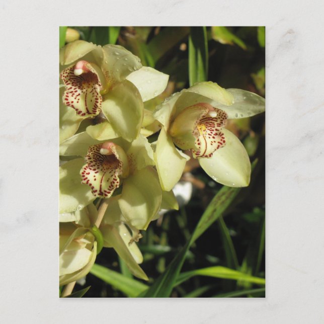 Postal de Cymbidium Orchids, personalizar (Anverso)