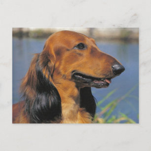 Postal de Dachshund de cabello largo