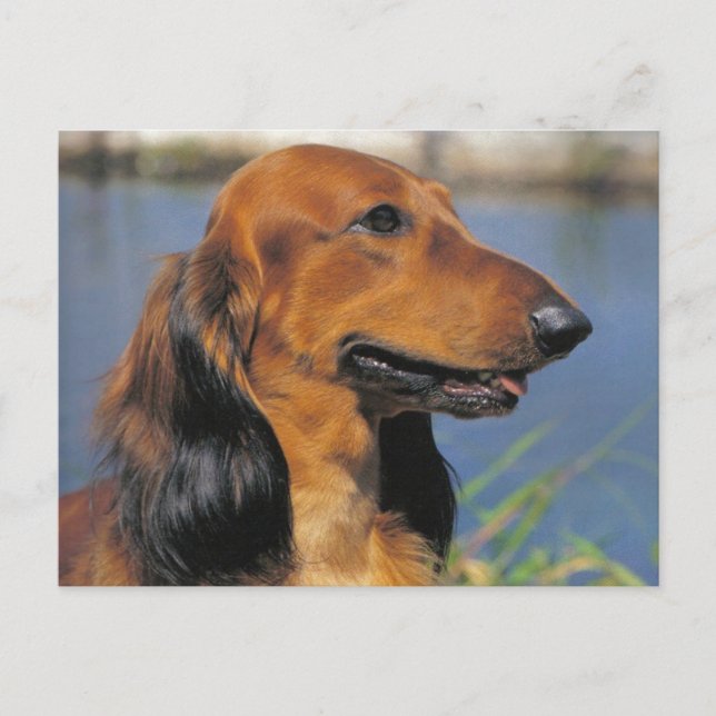 Postal de Dachshund de cabello largo (Anverso)