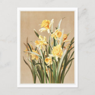 Postal de Daffodil de Vintage