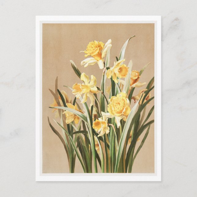 Postal de Daffodil de Vintage (Anverso)