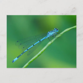 Postal de Damselfly azul común