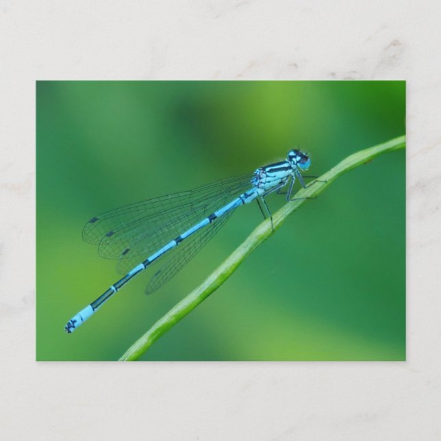 Postal de Damselfly azul común (Anverso)
