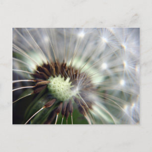 postal de Dandelion