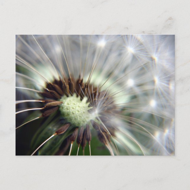 postal de Dandelion (Anverso)