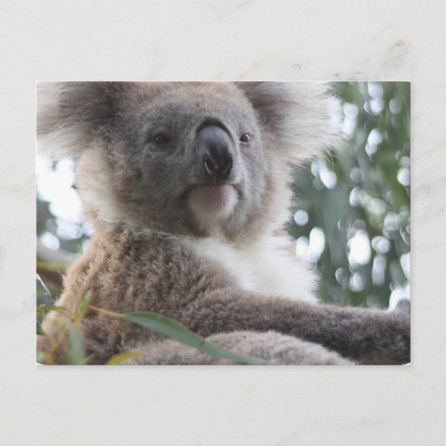 Postal de datos de Koala Bear (Anverso)