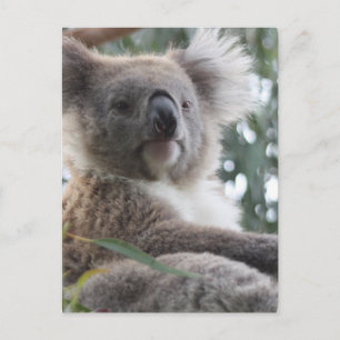 Postal de datos de Koala Bear