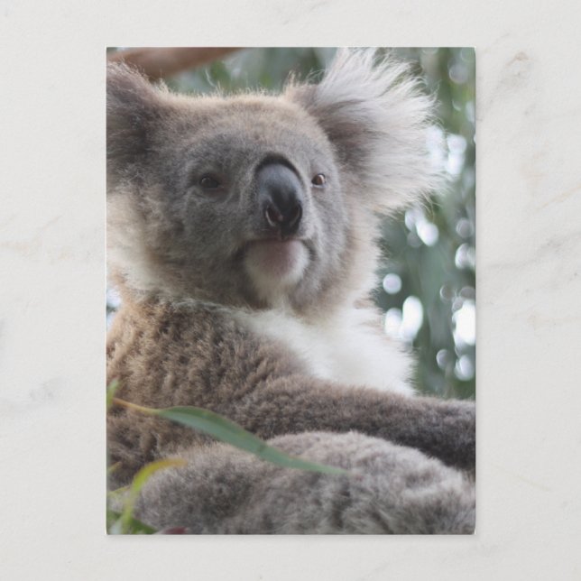 Postal de datos de Koala Bear (Anverso)
