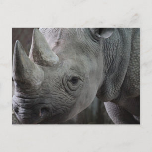 Postal de datos de Rhino