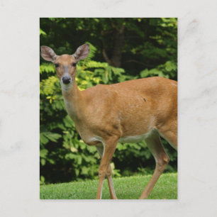 Postal de Deer