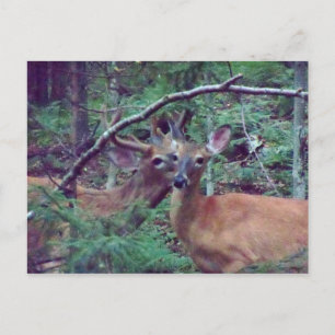 Postal de Deer
