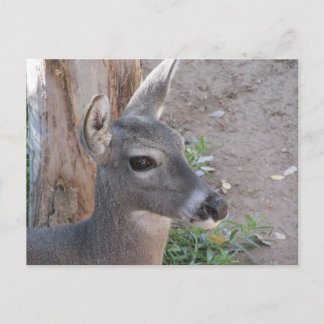 Postal de Deer