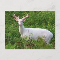 Postal de Deer Albino Whitetail