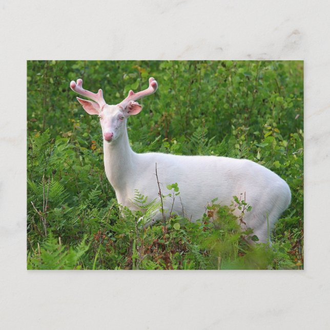 Postal de Deer Albino Whitetail (Anverso)