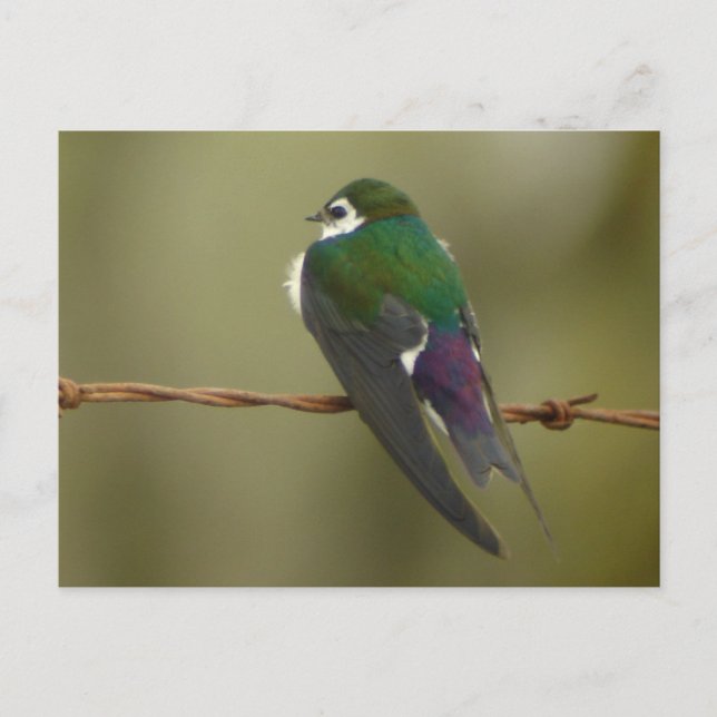 Postal de deglución verde violeta (Anverso)