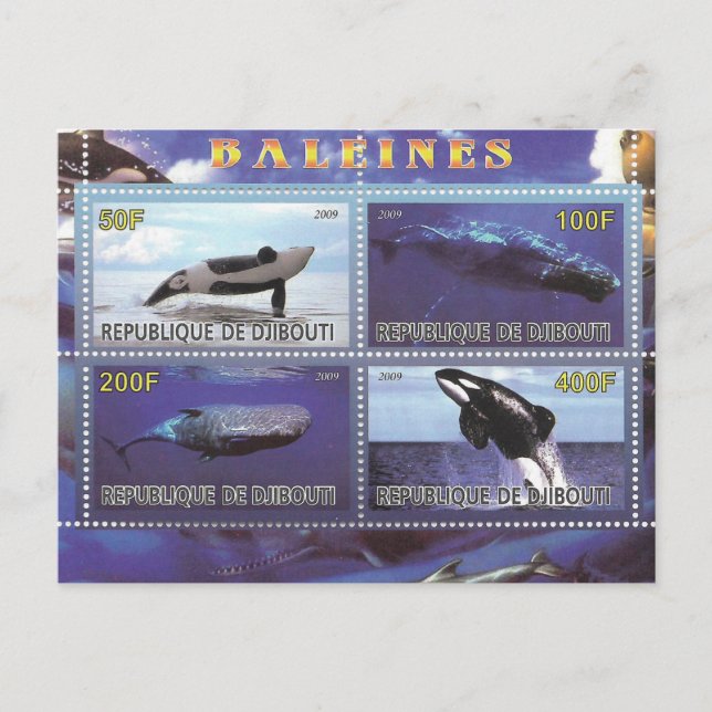 postal de delfines de ballenas (Anverso)