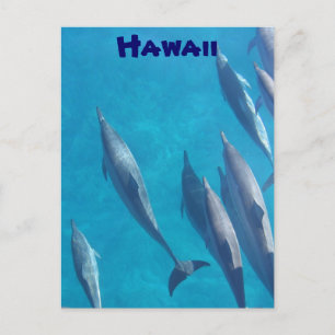 postal de delfines de Hawái
