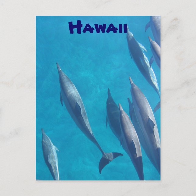 postal de delfines de Hawái (Anverso)