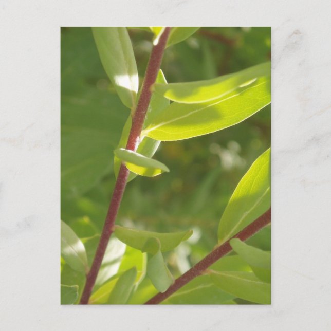 Postal de detalle de planta (Anverso)