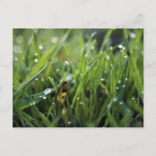 Postal de Dew Drop Grass Gardening