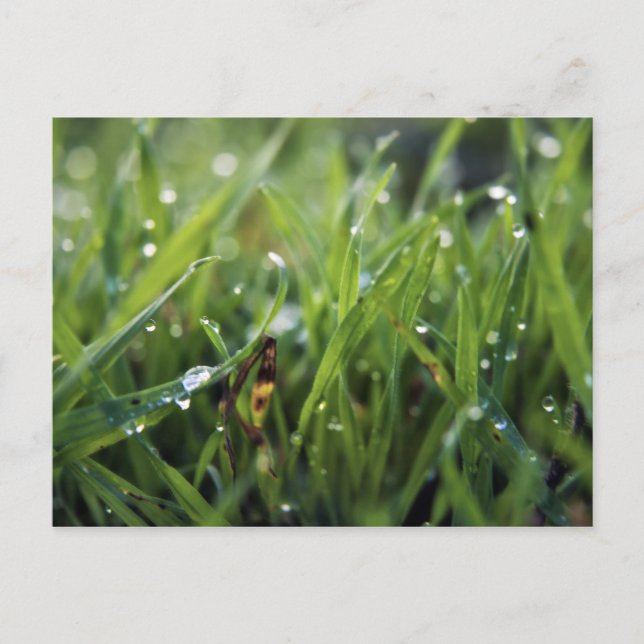 Postal de Dew Drop Grass Gardening (Anverso)
