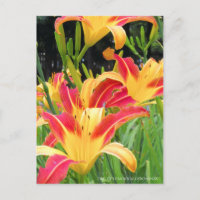 De día: "Bonanza" de Hemerocallis [Postal]