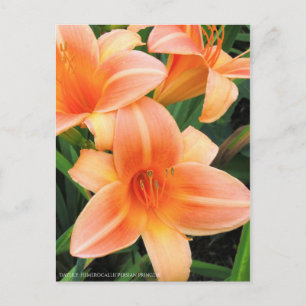 Postal De día: "Princesa Persa" de Hemerocallis [Postal]