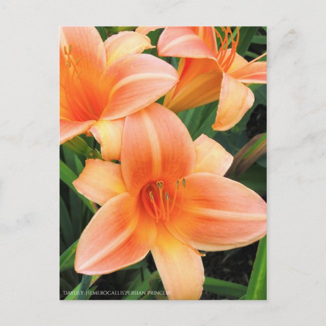 Postal De día: "Princesa Persa" de Hemerocallis [Postal] (Anverso)